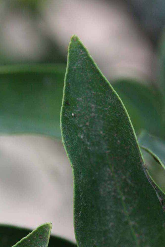              Margin (Riverside, CA)       